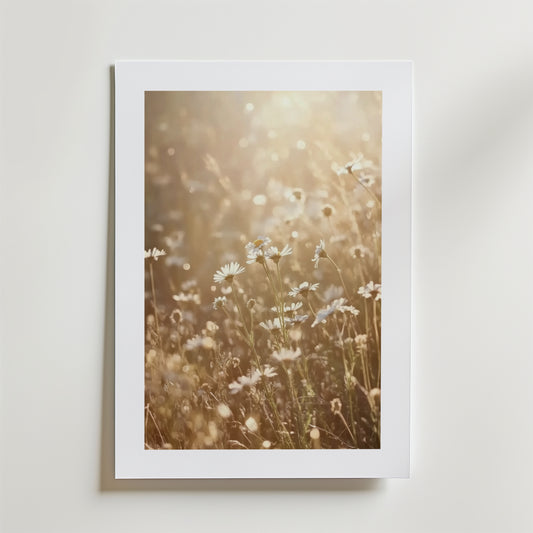 Summer Meadow Poster" av Bozetto föreställer solbelysta prästkragar på en drömsk äng, placerad med en vit matt ram på en ljus vägg och tryckt på FSC-certifierat premiumpapper för en högkvalitativ finish.