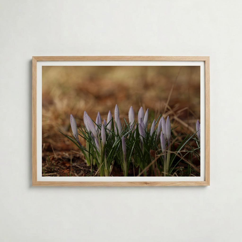 Krokus poster inramad i ljus ekram med naturligt träutseende – från Bozetto i hög tryckkvalitet