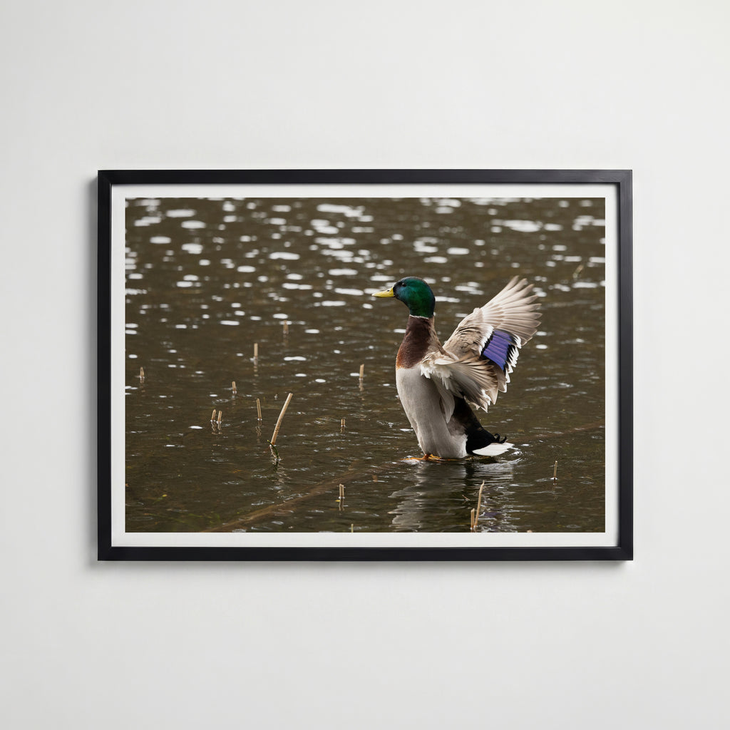 Look At Me! affisch i modern svart ram – stark kontrast och stil, Bozetto poster