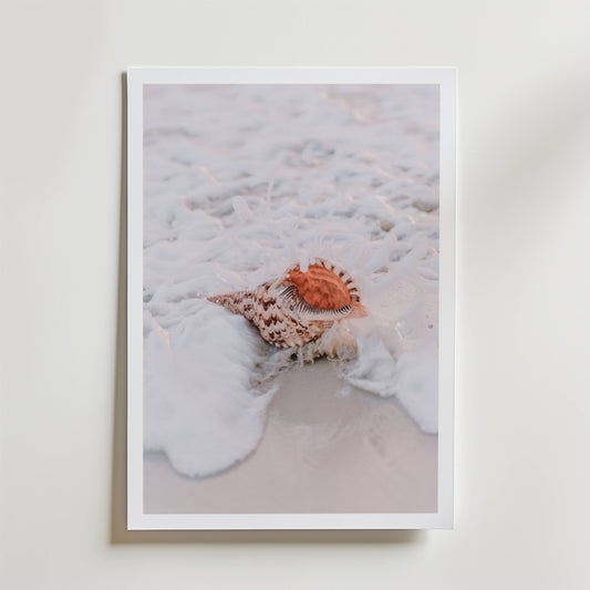 Seashell Mist Poster