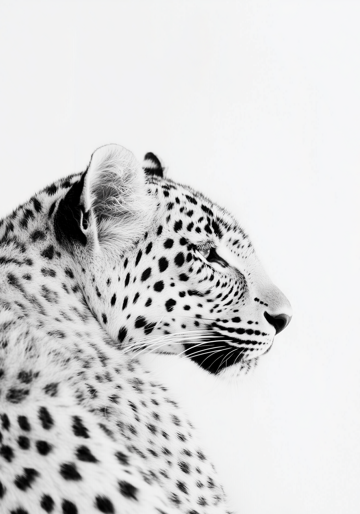 Black and White Leopard poster visad rakt fram – Bozetto affisch i hög tryckkvalitet