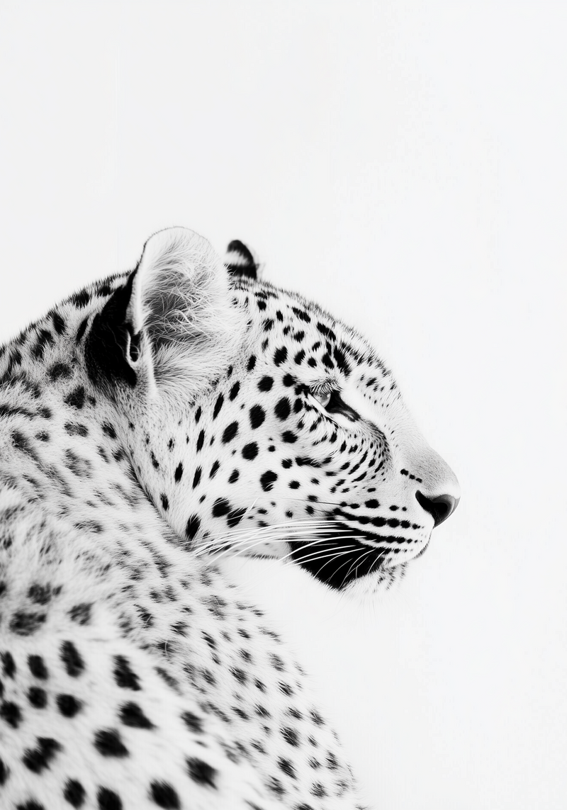 Black and White Leopard Poster