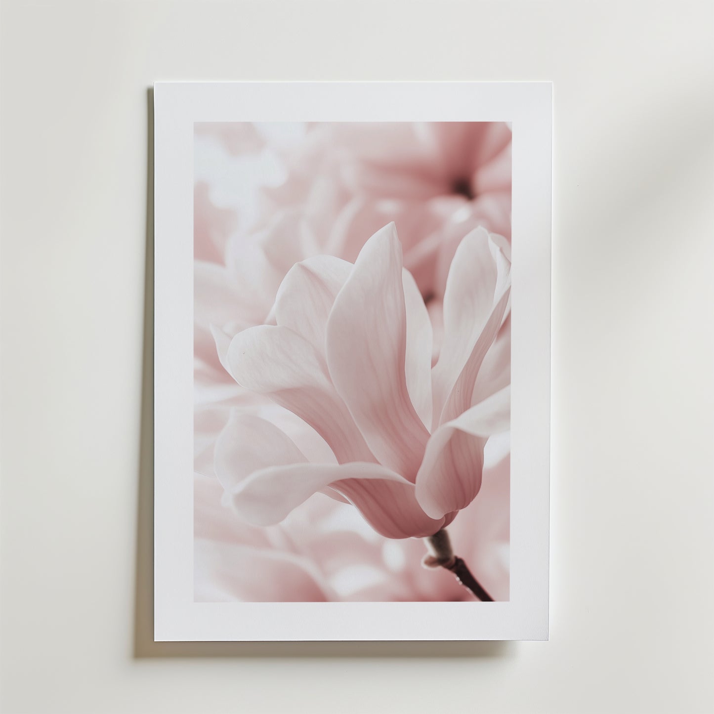 Bozetto Blush Rose Magnolia Flower Poster föreställer en mjukt rosa magnolia i blom med fina kronblad och en suddig bakgrund, tryckt på FSC-certifierat premiumpapper med lyxigt matt yta, mot en vit vägg.