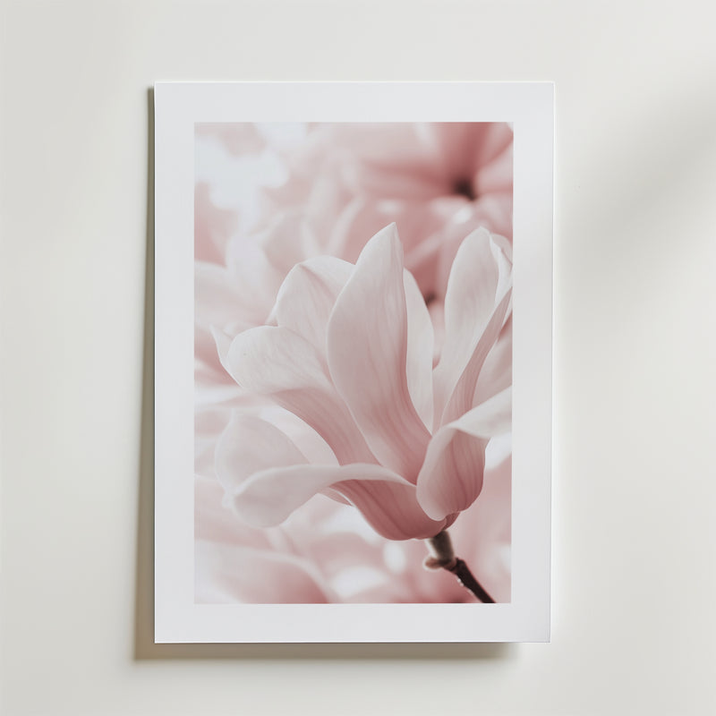 Bozetto Blush Rose Magnolia Flower Poster föreställer en mjukt rosa magnolia i blom med fina kronblad och en suddig bakgrund, tryckt på FSC-certifierat premiumpapper med lyxigt matt yta, mot en vit vägg.