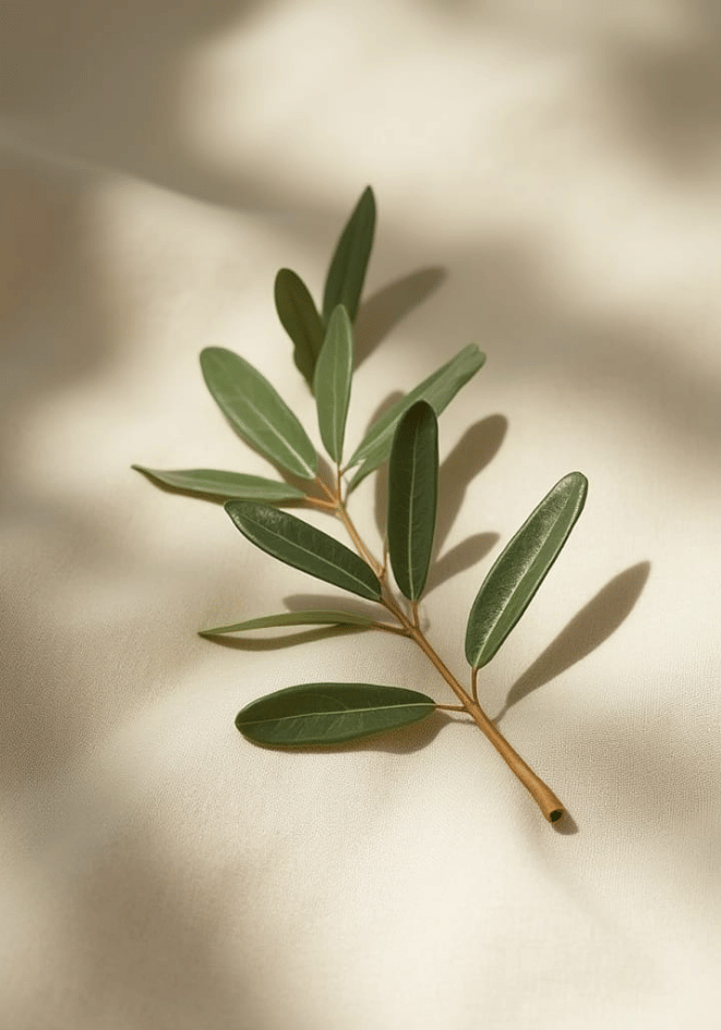 Olive branch decor stem poster visad rakt fram – Bozetto affisch i hög tryckkvalitet