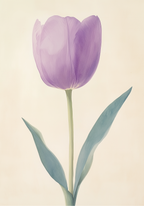 Purple tulip – affisch med snyggt motiv, köp enkelt hos Bozetto i flera storlekar