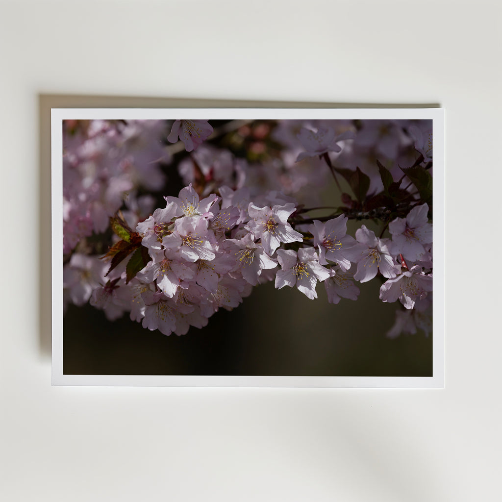 Cherryblossom affisch inramad i neutral ram – se hur konsttrycket ser ut, Bozetto