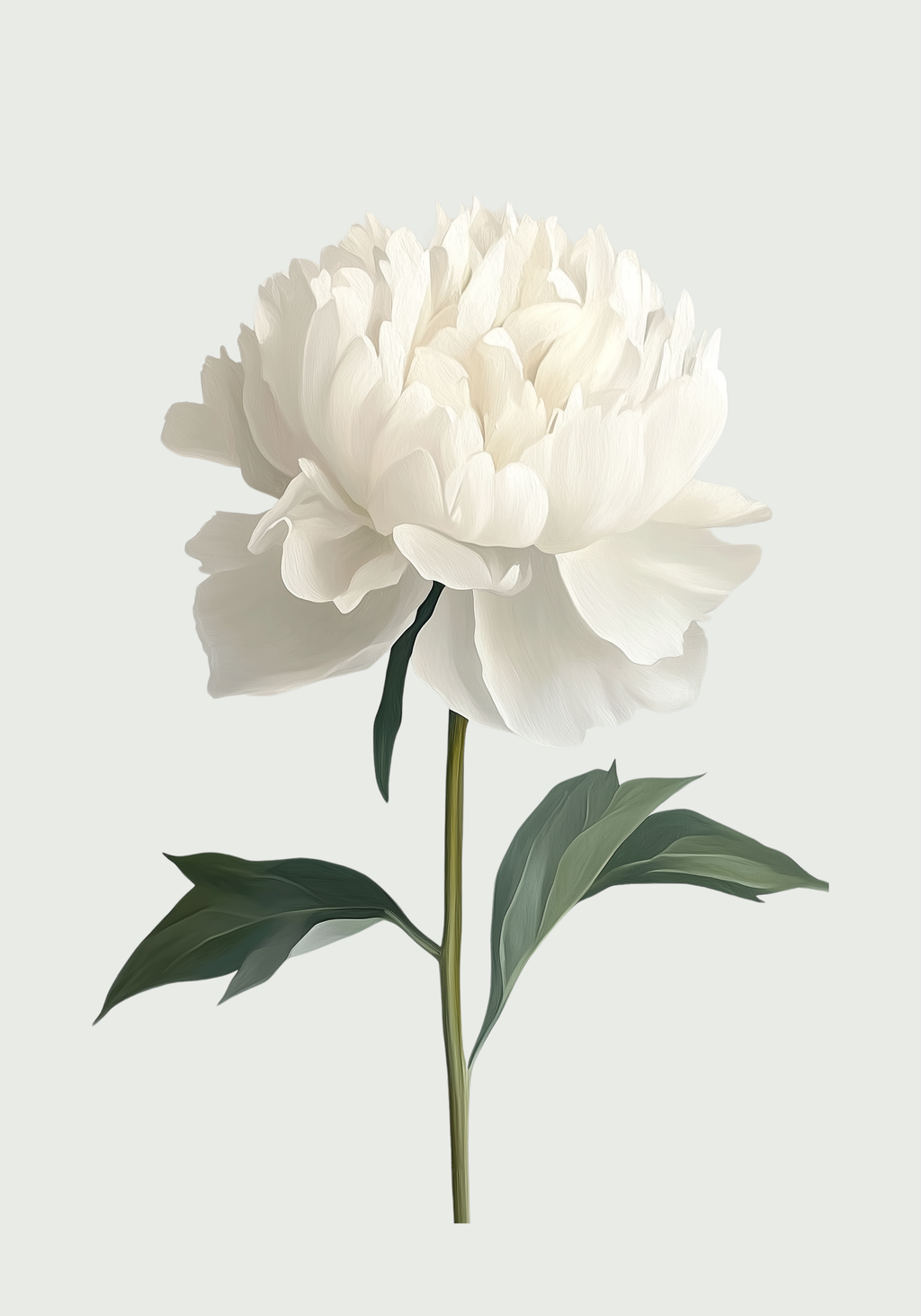 White peony – affisch med snyggt motiv, köp enkelt hos Bozetto i flera storlekar