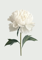 White peony – affisch med snyggt motiv, köp enkelt hos Bozetto i flera storlekar