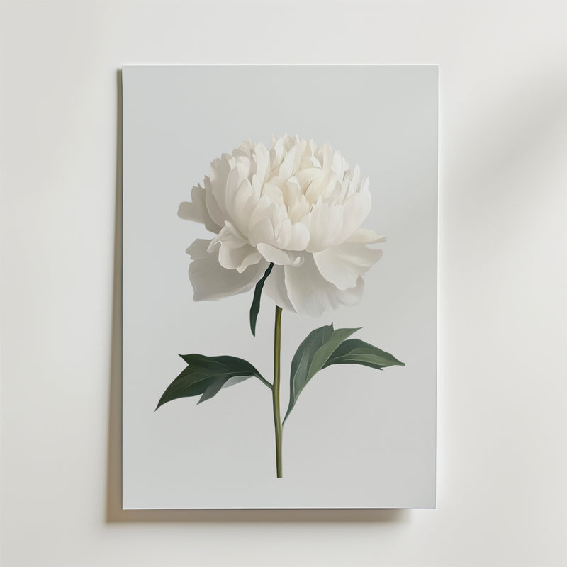Bozetto White peony Poster föreställer en vit pion med gröna blad på en enfärgad bakgrund, tryckt på premiumpapper - perfekt för minimalistisk inredning och elegant när den monteras på en vit vägg.