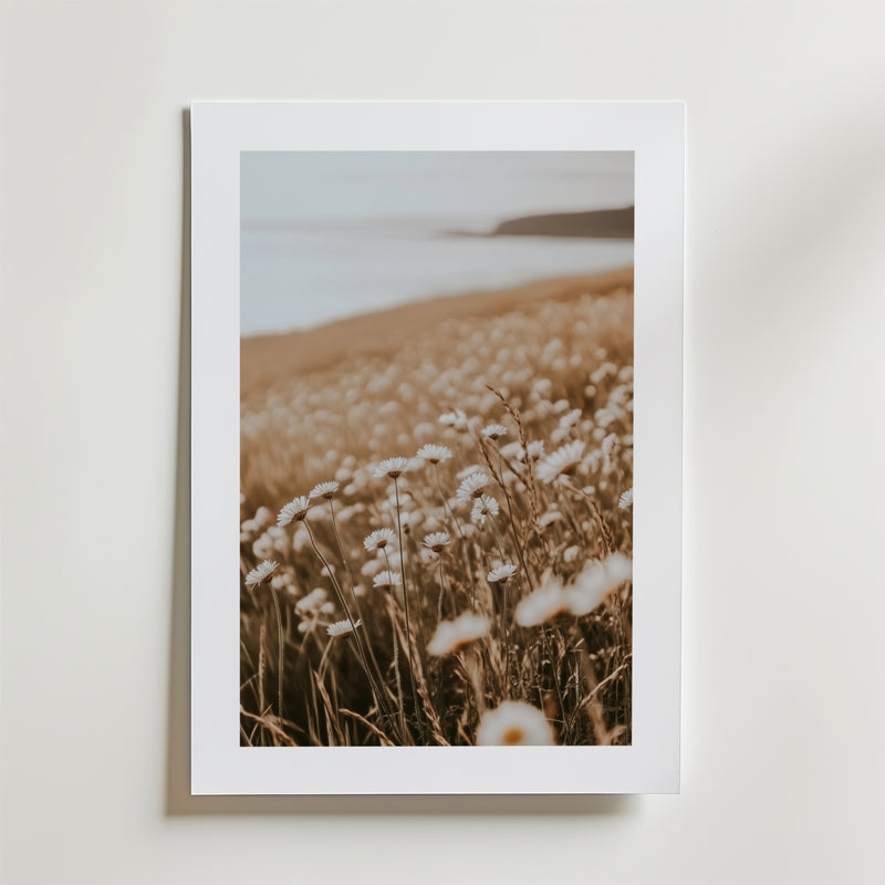 Faded Daisy Bloom Poster från Bozetto föreställer ett fält av blommor, tryckt på FSC-certifierat premiumpapper med lyxig matt yta för högkvalitativ finish.