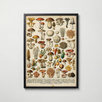 Champignons Divers Poster i hemmiljö