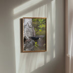 Dipers Starling Poster – ramad produktbild av Jessica Erlandsson