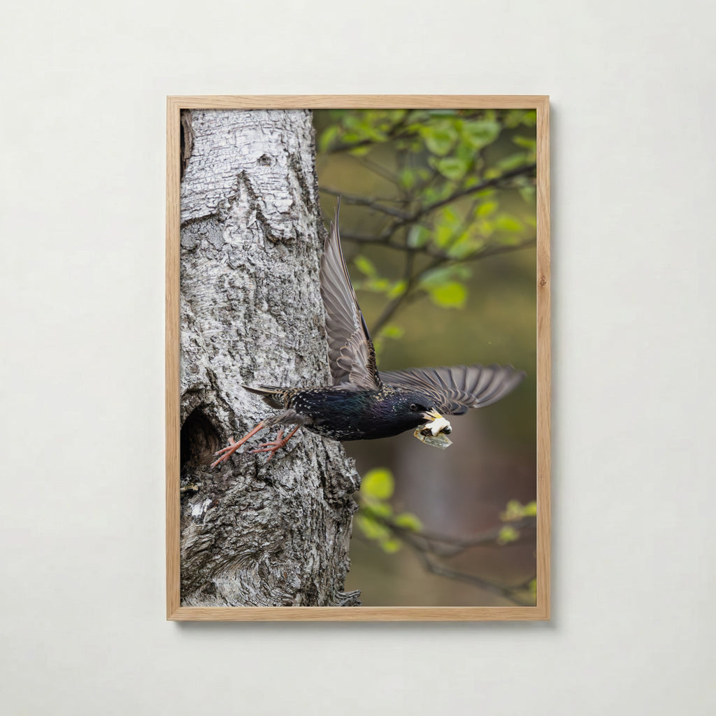 Dipers Starling Poster av Jessica Erlandsson i rumsmiljö