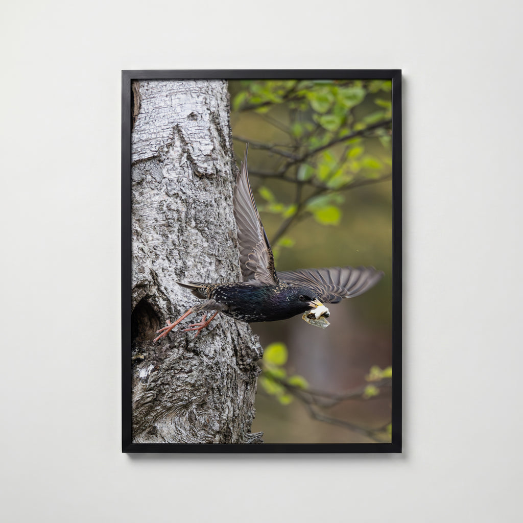 Dipers Starling Poster av Jessica Erlandsson i rumsmiljö