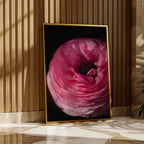 Dreamy Ranunculus Poster med svart ram på ljus vägg