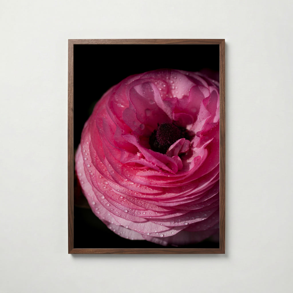 Dreamy Ranunculus Poster i vardagsrumsmiljö