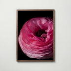 Dreamy Ranunculus Poster i vardagsrumsmiljö