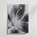 Lily In Bloom Poster – canvas utan passepartout