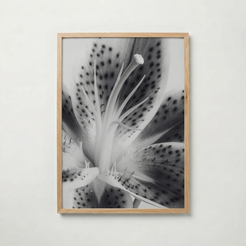 Lily In Bloom Poster – ekram