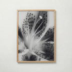 Lily In Bloom Poster – ekram