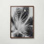 Lily In Bloom Poster – valnötsram
