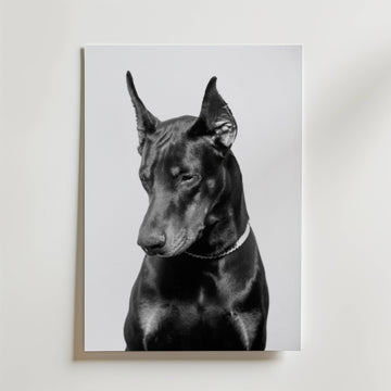 Noir Doberman Poster