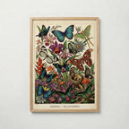 Tropical Lepidoptera Poster med ekram