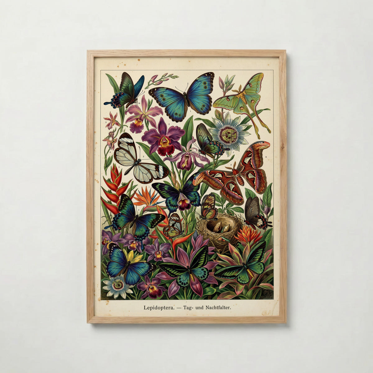 Tropical Lepidoptera Poster med ekram
