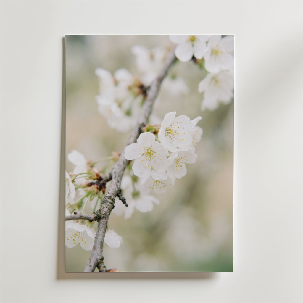 Blossom Serenity – stilfullt konsttryck från Bozetto, tryckt på matt finpapper i hög tryckkvalitet