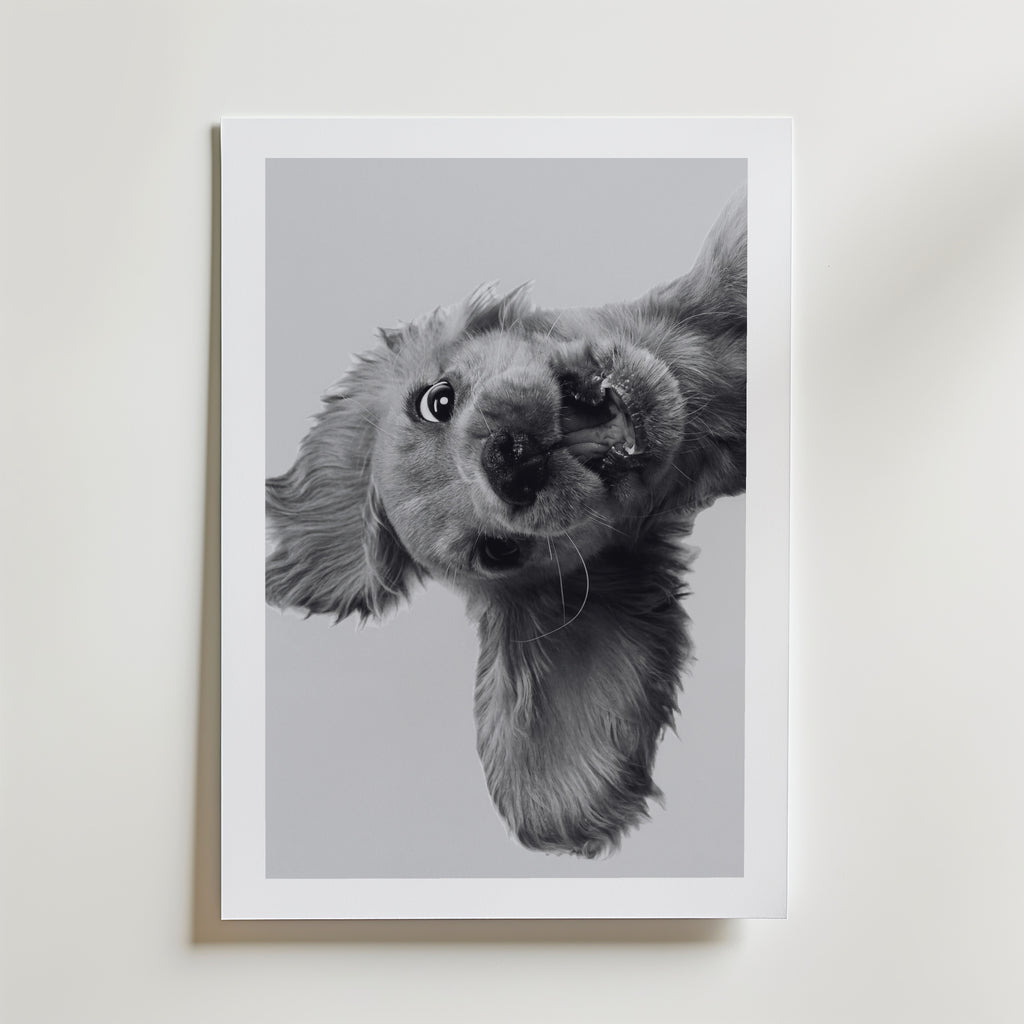Puppy Play Poster – med passepartout
