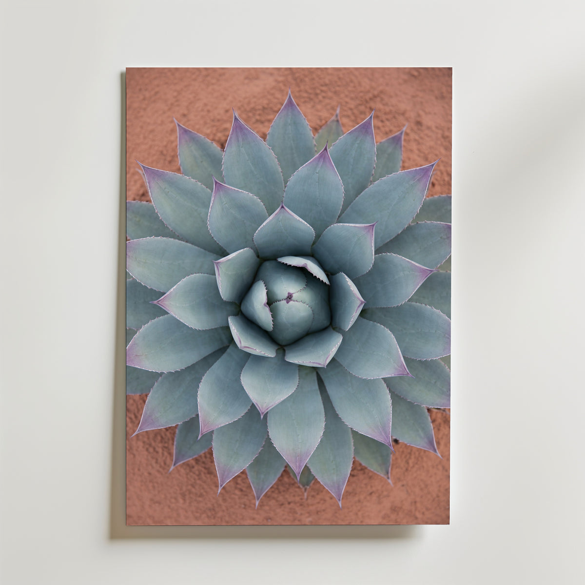 Sage Rosette Poster - blagron agaverosett pa canvas i narbild, tryckt i Sverige